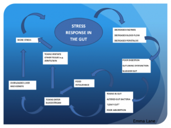 stress response in gut